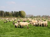Schafe in Moorwerder.JPG